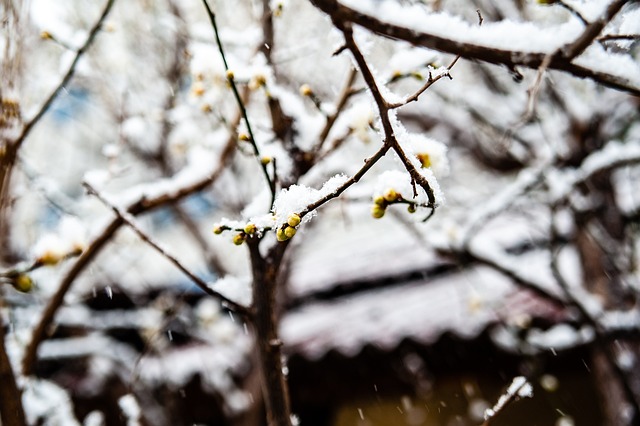 特雷杨