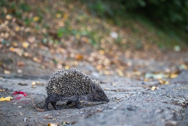 生涯的一次 生涯的一次